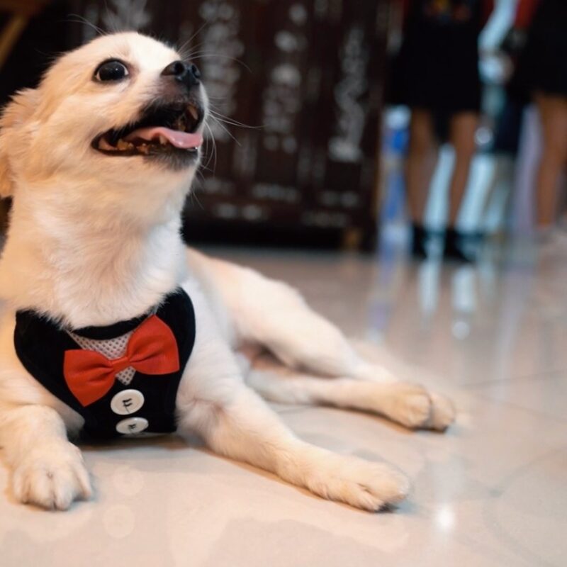 WeddingVideographySingapore4 (1)